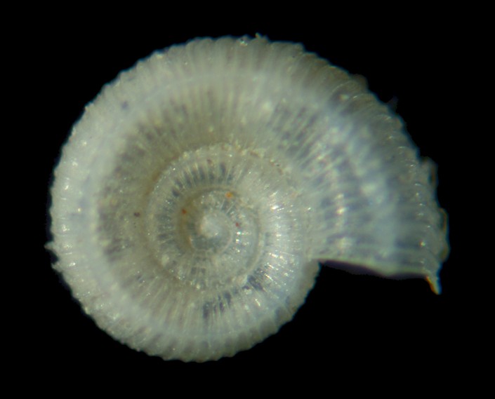 Adeuomphalus ammoniformis